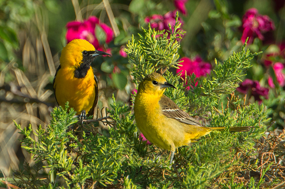 A set of hooded orioles with fuchsia flowers in the background.