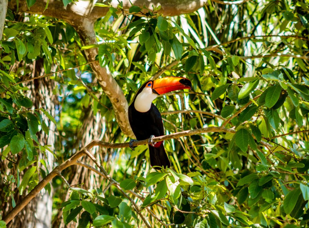 A toucan perches in a tree with green foliage all around him.
