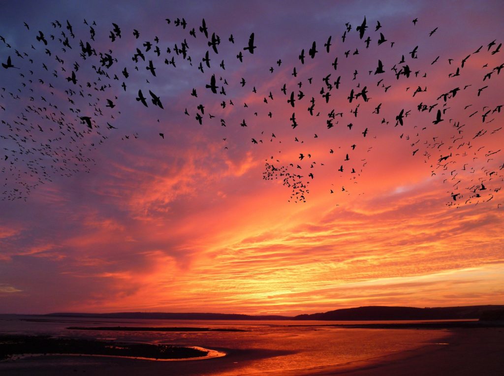 Birds migrate across a pink, purple, and orange sunset.