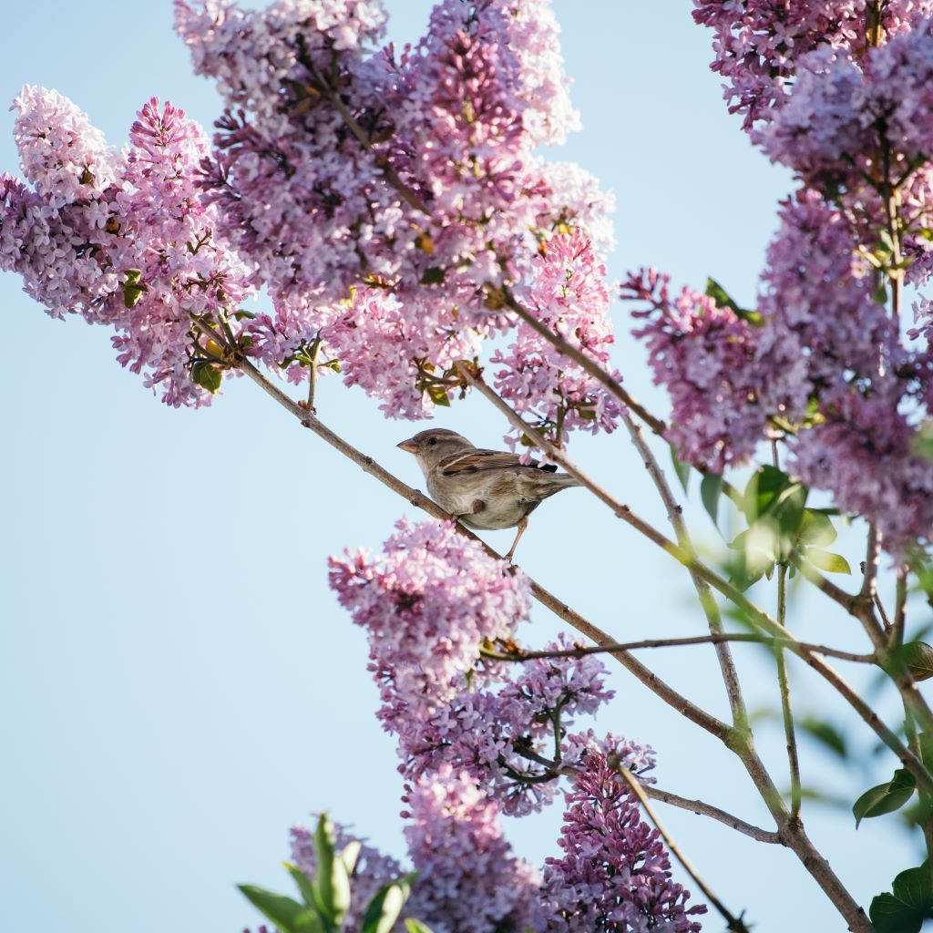 A bird perches atop a branch with beautiful violet blooms in the background.