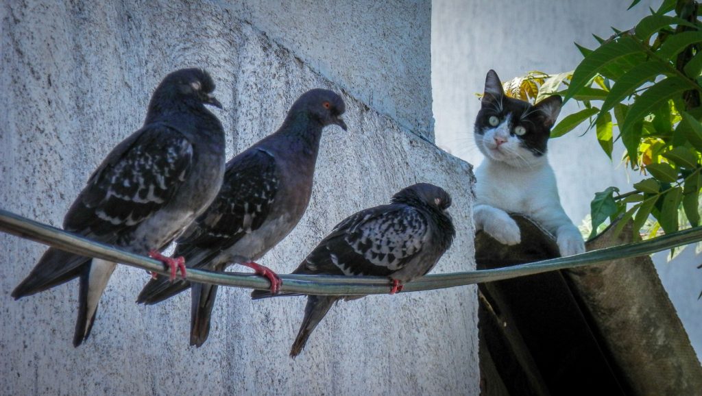 A black-and-white cat eyeing some birds on a wire.