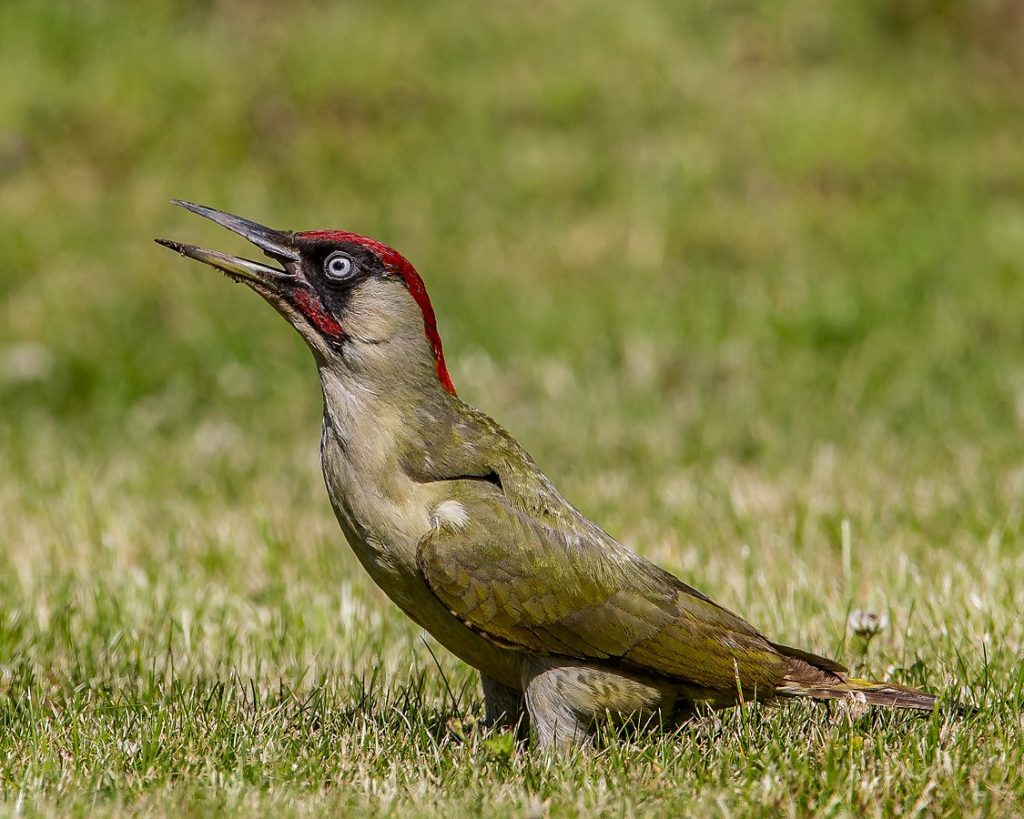 A green woodpecker on a lawn, taking a break between ant-eating sessions.