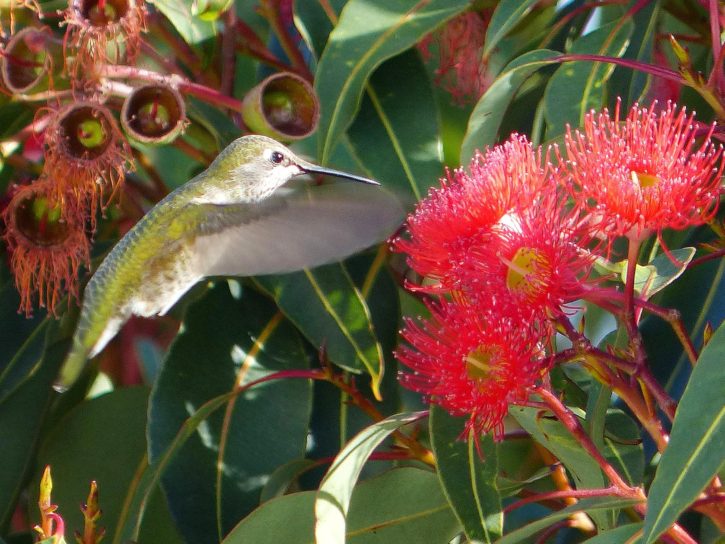 An Anna's Hummingbird hovers near a bright red flower.