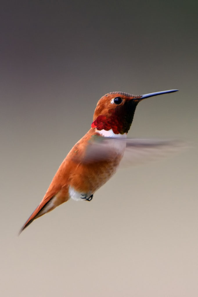 A hummingbird captured mid-flight, it's wings fluttering so fast that they're a blur.