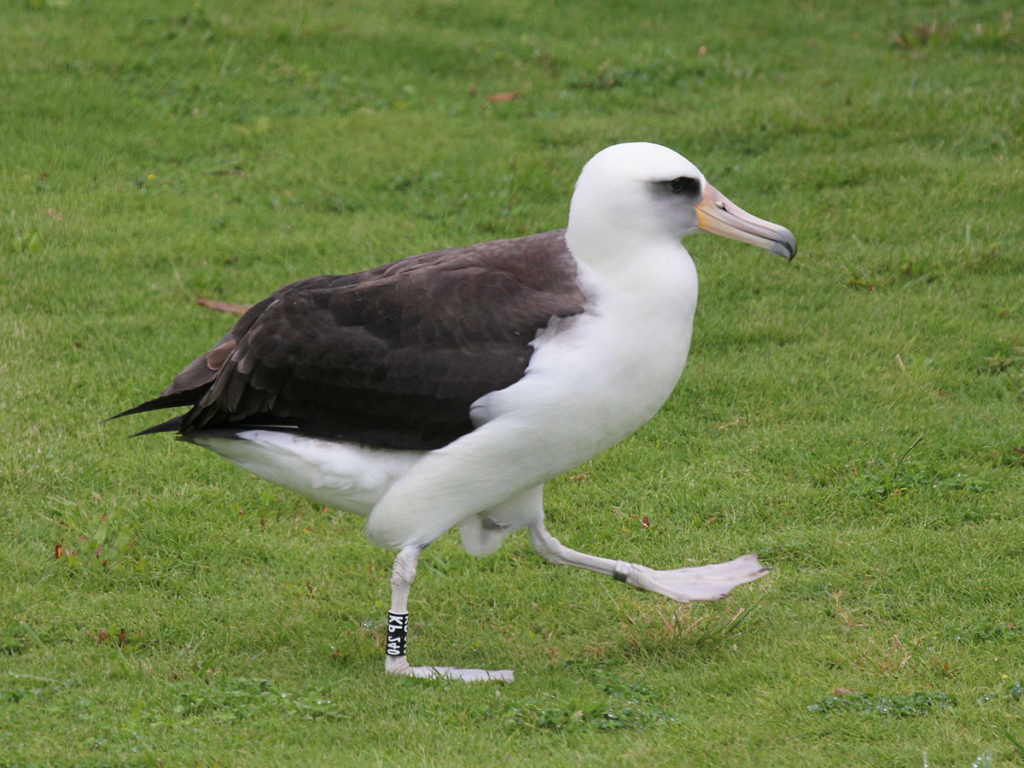A Laysan albatross trots across green grass.