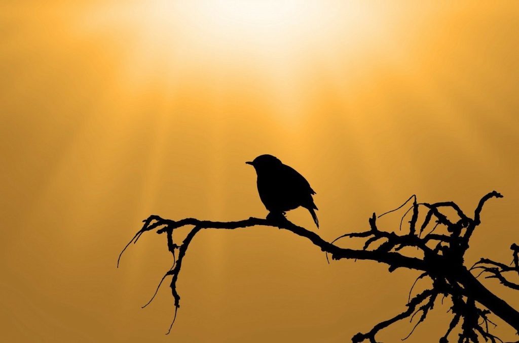 A bird is silhouetted in a burnt orange sky atop a bare branch.