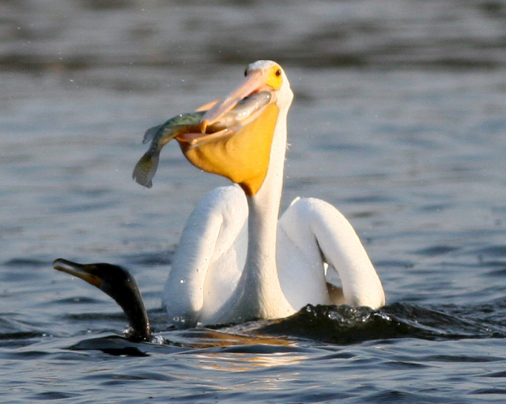 A pelican floats in water, beak full of water and fish.