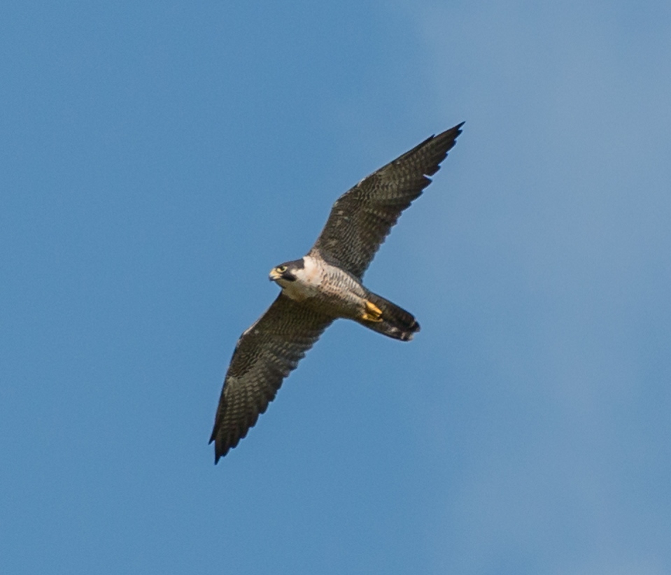A peregrine falcon with wings outstretched, mid-flight.
