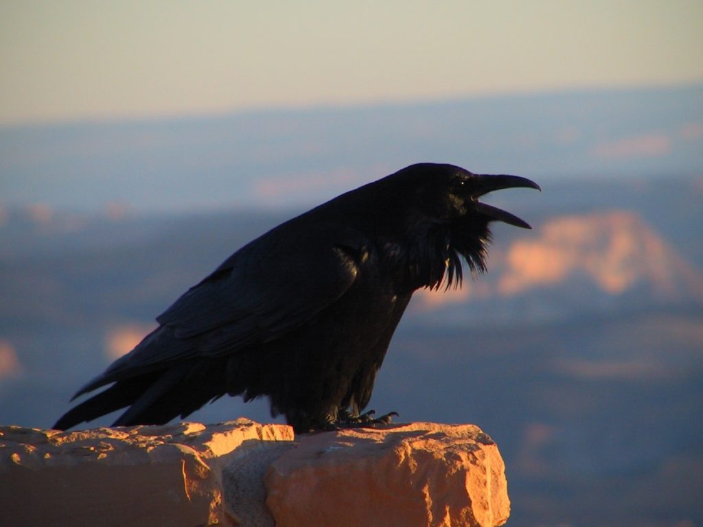 A raven perches atop a cliff, beak open as it caws.