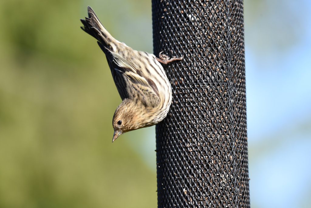 A siskin flying away from a bird feeder.