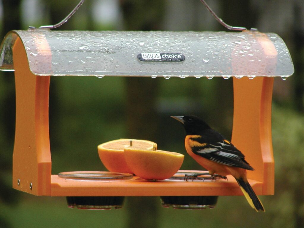 An oriole feeds on orange halves while perched on the Recycled Eco-Friendly Oriole Feeder, available in the Chirp store.
