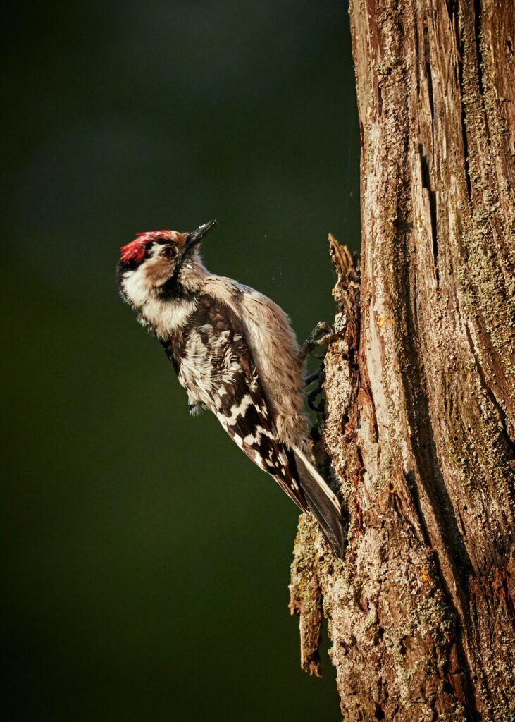 A downy woodpecker perches on a tree trunk.