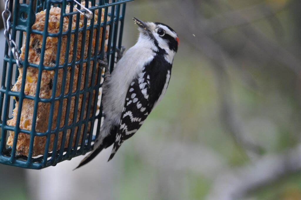 A downy woodpecker happily feeds at a suet cage feeder.