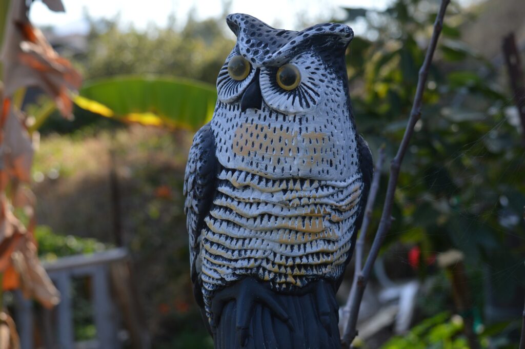 A fake owl in a yard, ready to scare pecking birds.