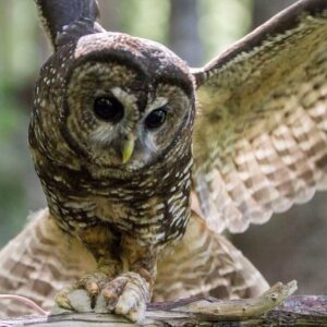 owl with its wings spread