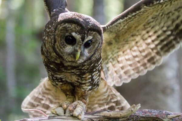 owl with its wings spread