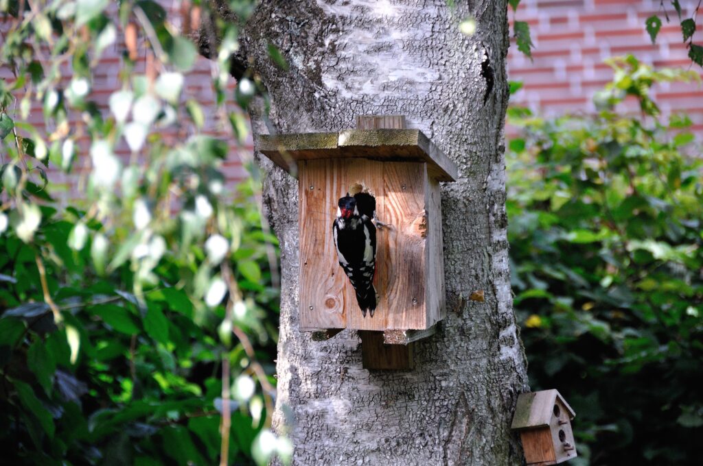 A woodpecker perches at the entrance hole of a bird house.