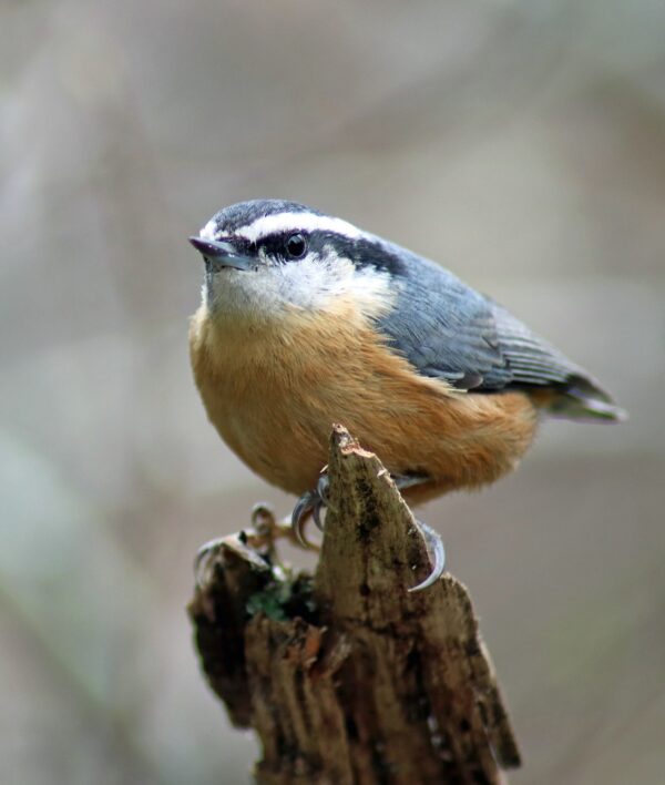 How to Stop Birds from Pecking on Your House – Chirp Nature Center