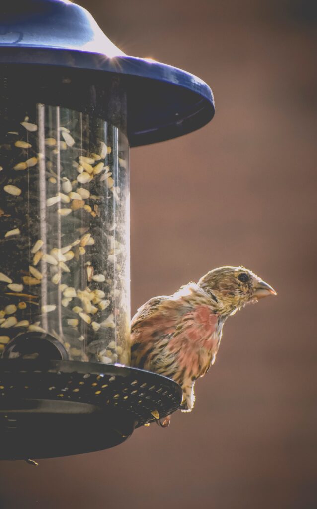 A house finch perches on a bird feeder, ready to eat.