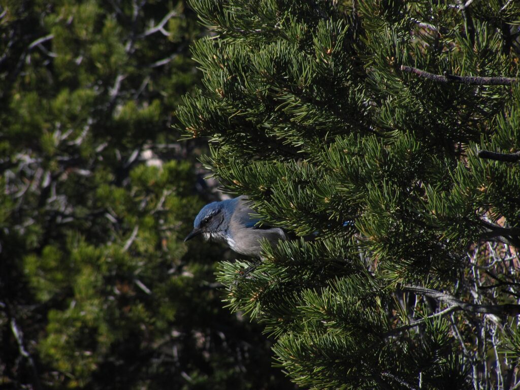 A scrub jay perches on the branch of a firewise pinyon pine tree.