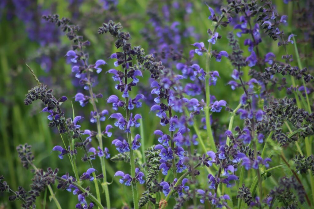 Blue sage, like this, is a beautiful drought-tolerant plant choice.