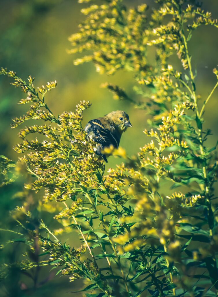 A goldfinch perches on a native plant with yellow foliage.