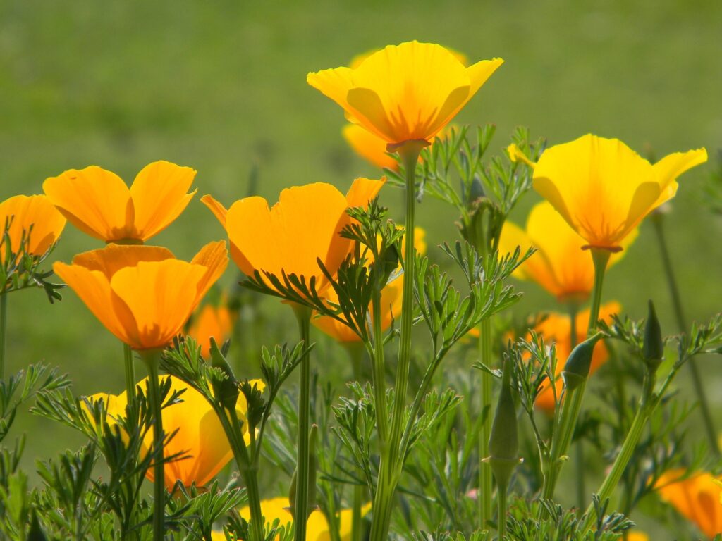 California poppies, like these, are native plants in the Big Bear Valley.