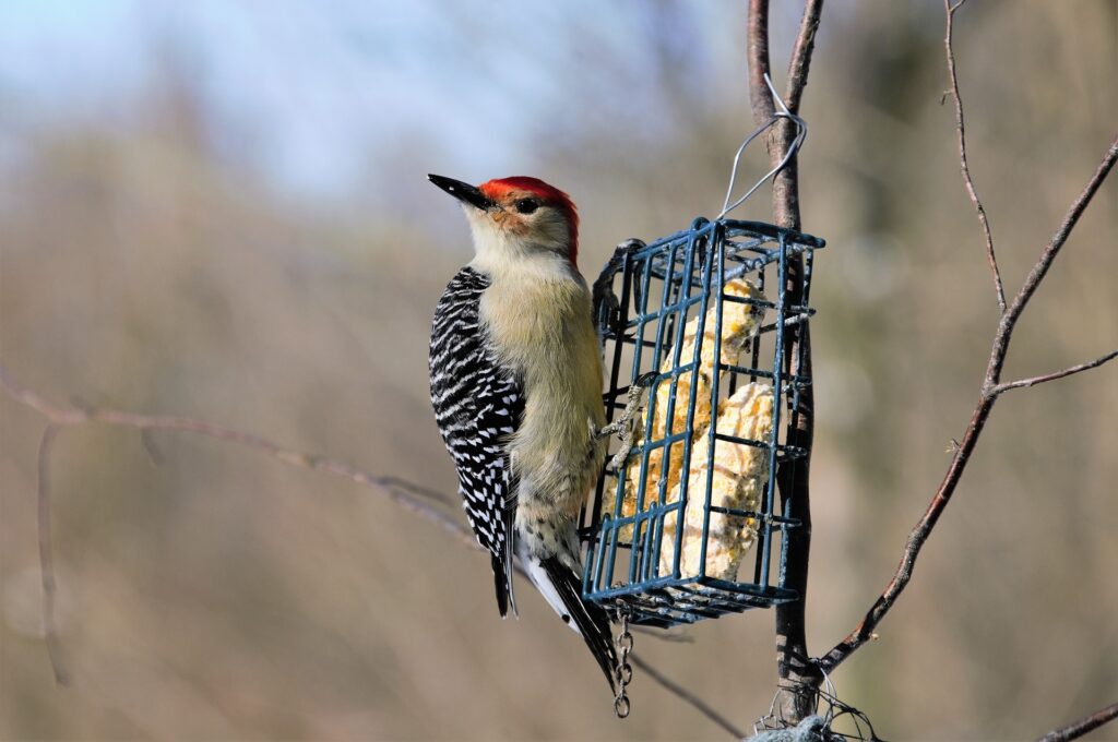A red-bellied woodpecker feeds at a suet cage feeder.