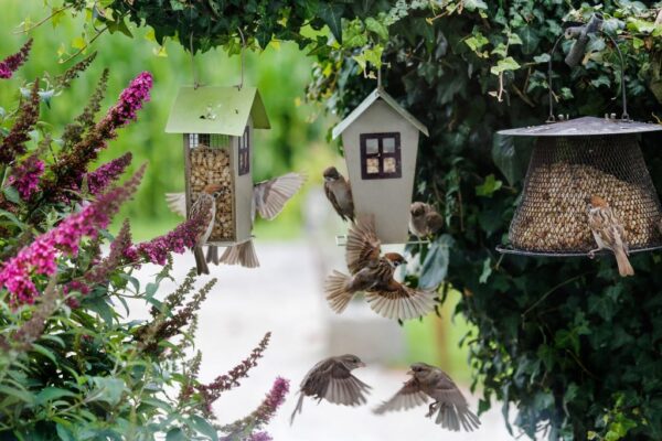 Birds flock to three charming bird feeders in a beautiful summertime yard.