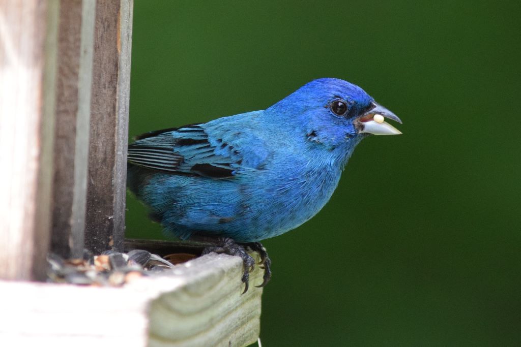 A blue bird perches on a hopper feeder, seed in mouth.
