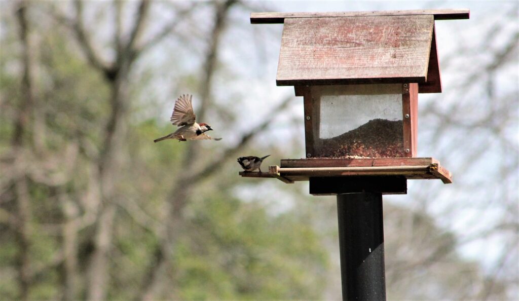 Birds fly to a pole-mounted bird feeder.