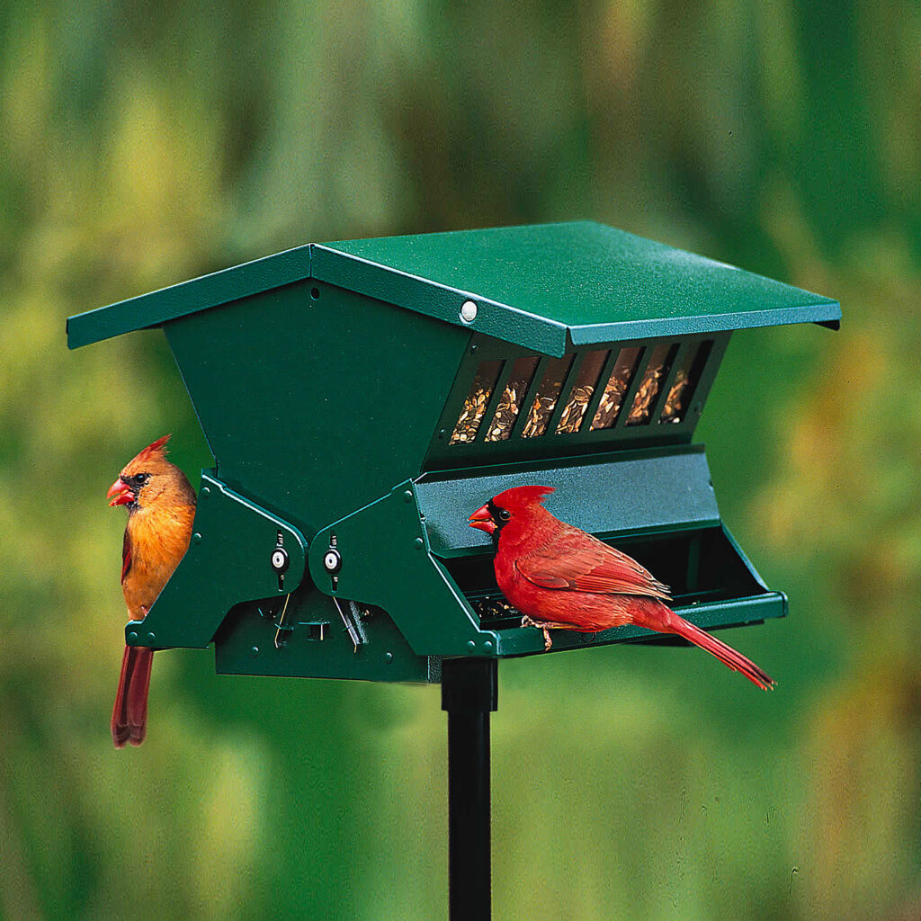 Cardinals feed at Chirp's Absolute squirrel-proof feeder.
