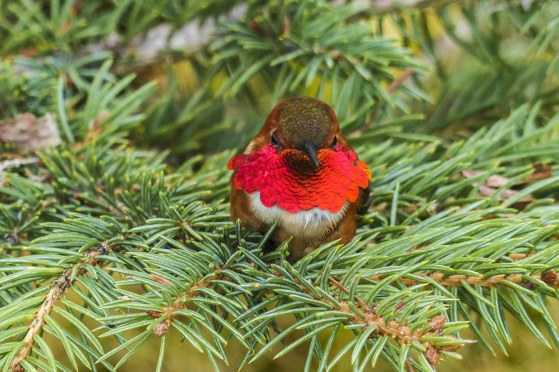 the-10-most-common-backyard-birds-in-southern-california-chirp-nature