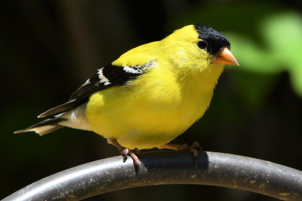 A yellow-and-black American goldfinch perches, its plumage shining brightly in the sun.