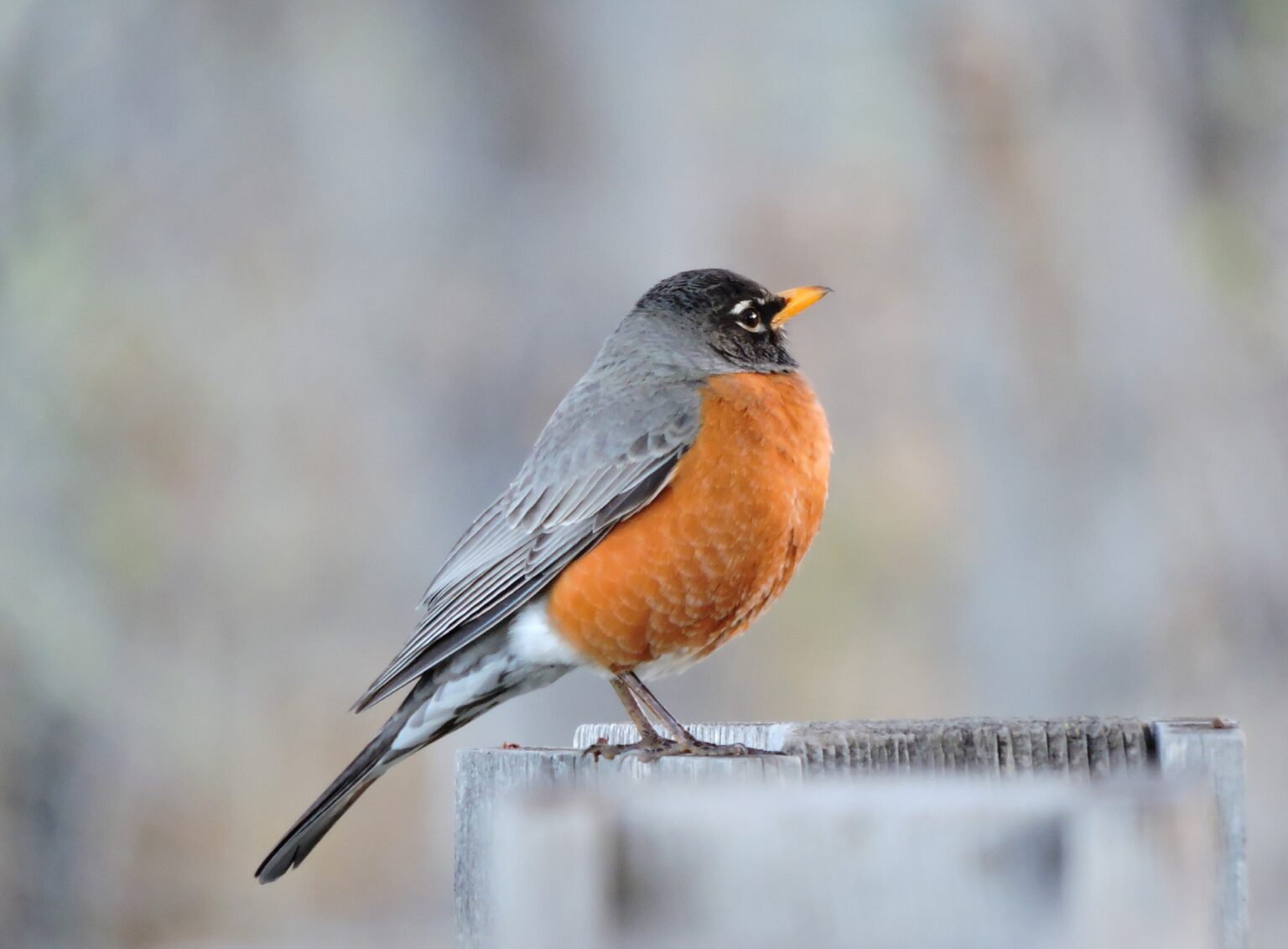 the-10-most-common-backyard-birds-in-southern-california-chirp-nature