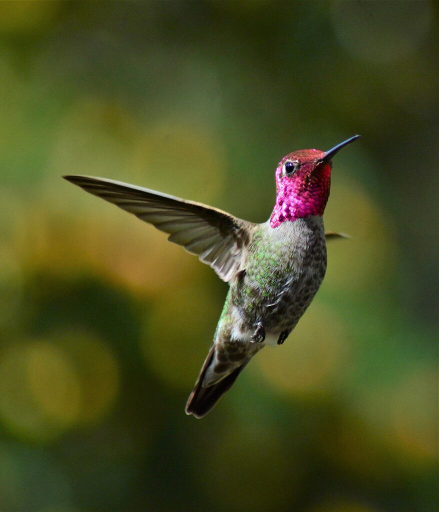 A brightly colored Anna's hummingbird seen mid-flight.