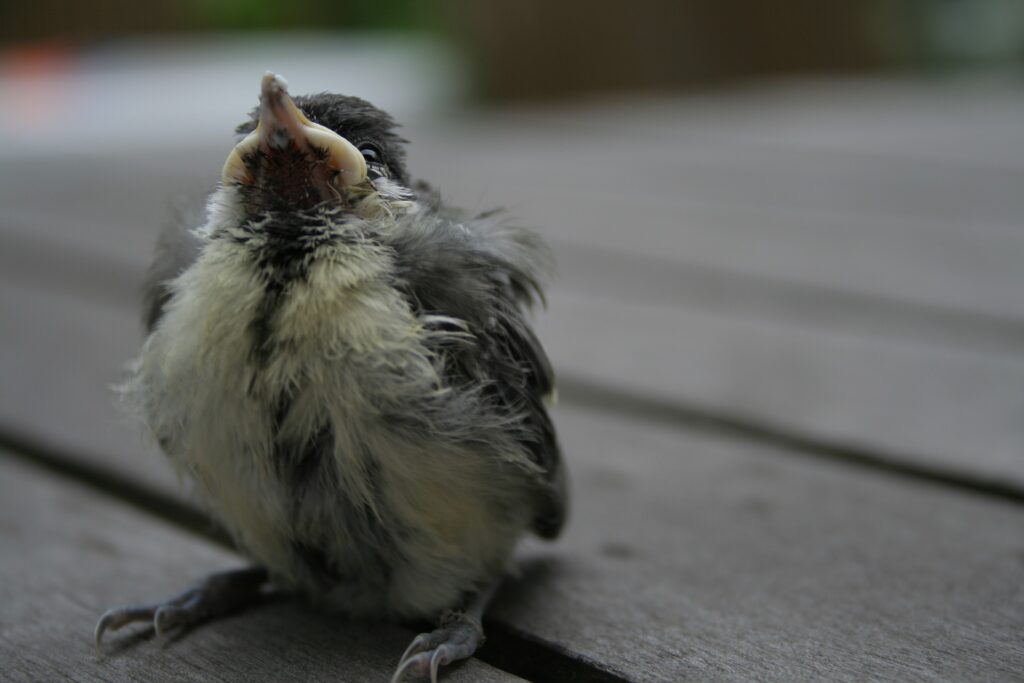 A fledgling tit looks up from his position on the ground.