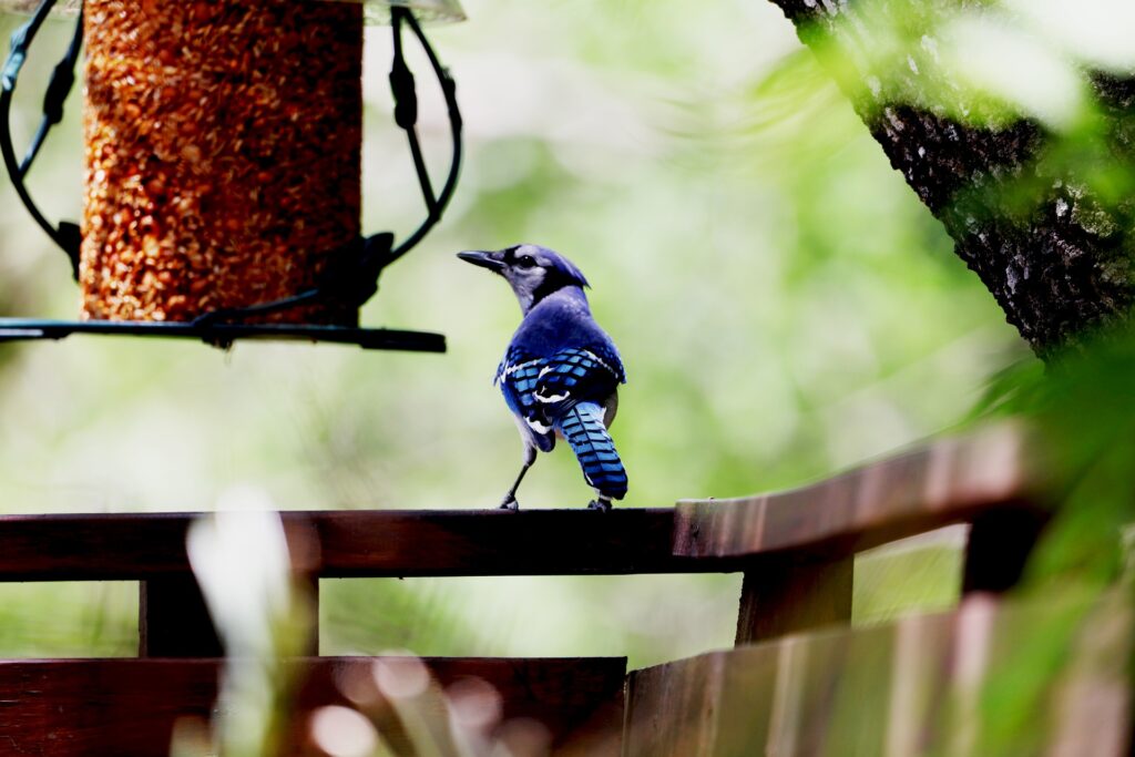 A blue jay perched on a fence contemplates a bird seed log, as nearby trees provide shelter.