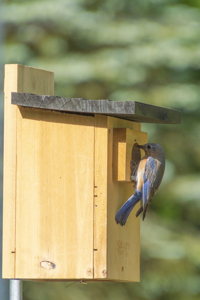 A mountain bluebird perches at the entrance of a nesting box.