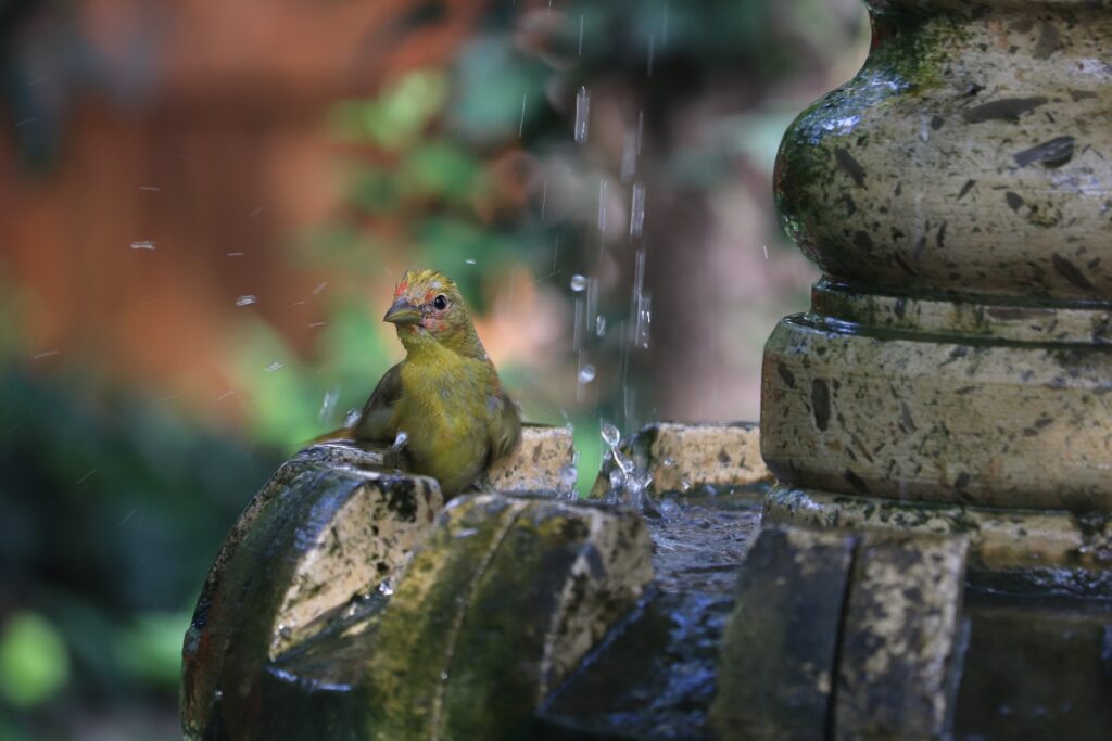 A colorful bird splashes happily in a birdbath fountain.