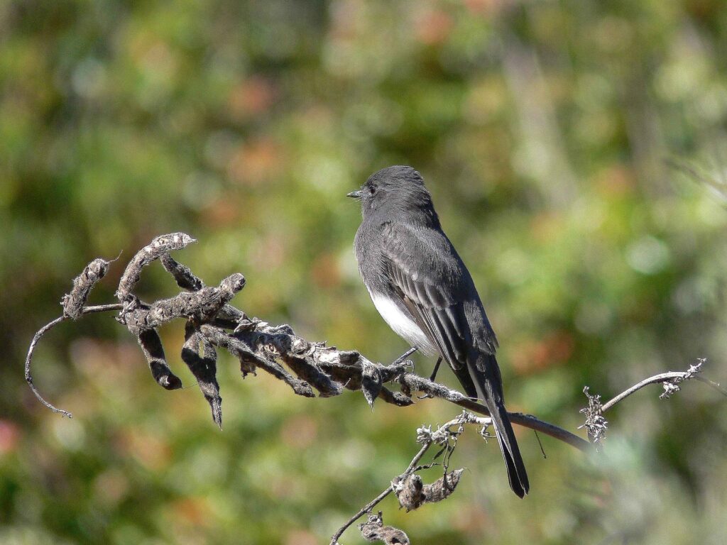 A black phoebe shown perched in profile, its distinctive cap highlighted.