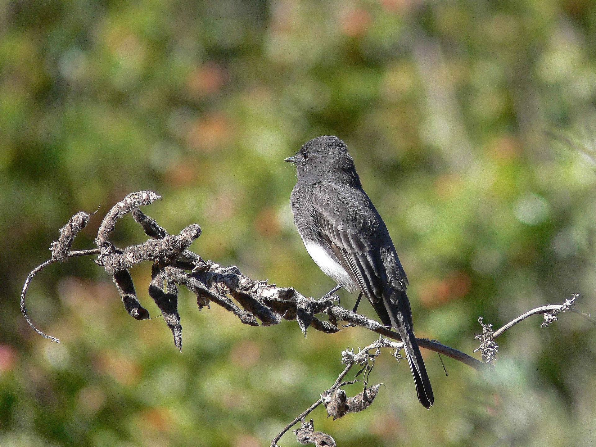 Black Phoebe 