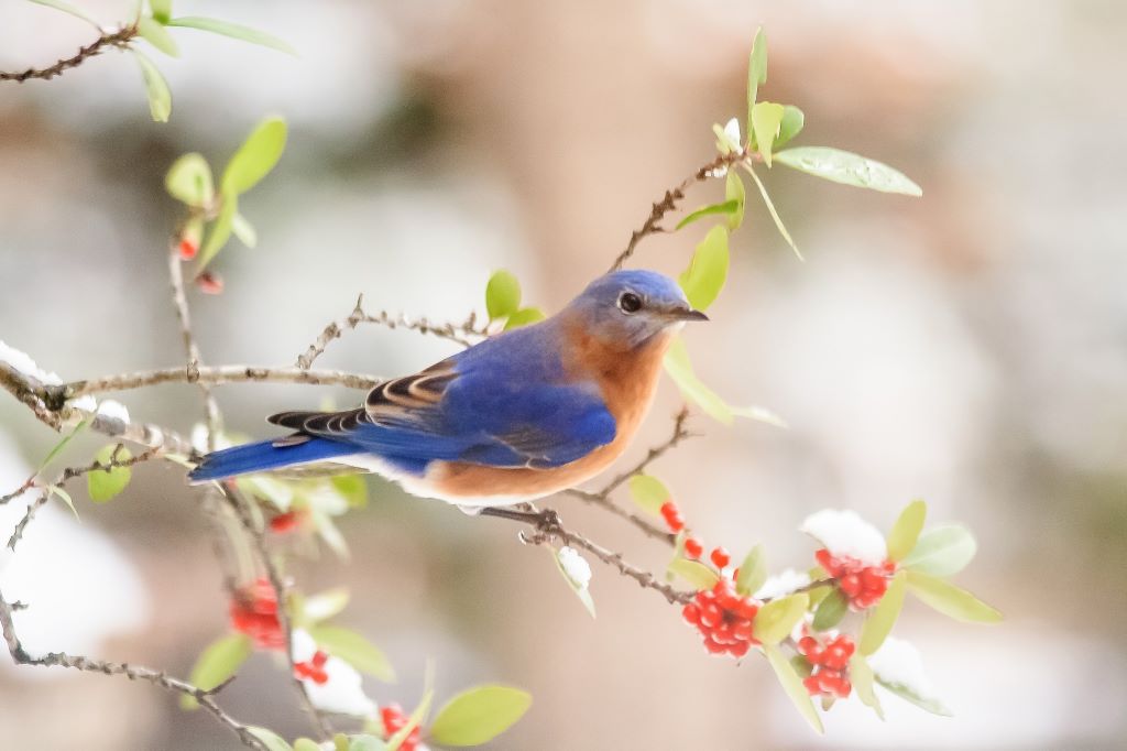 A mountain bluebird, one of the coveted backyard birds to attract to your yard. Find out how in this post!
