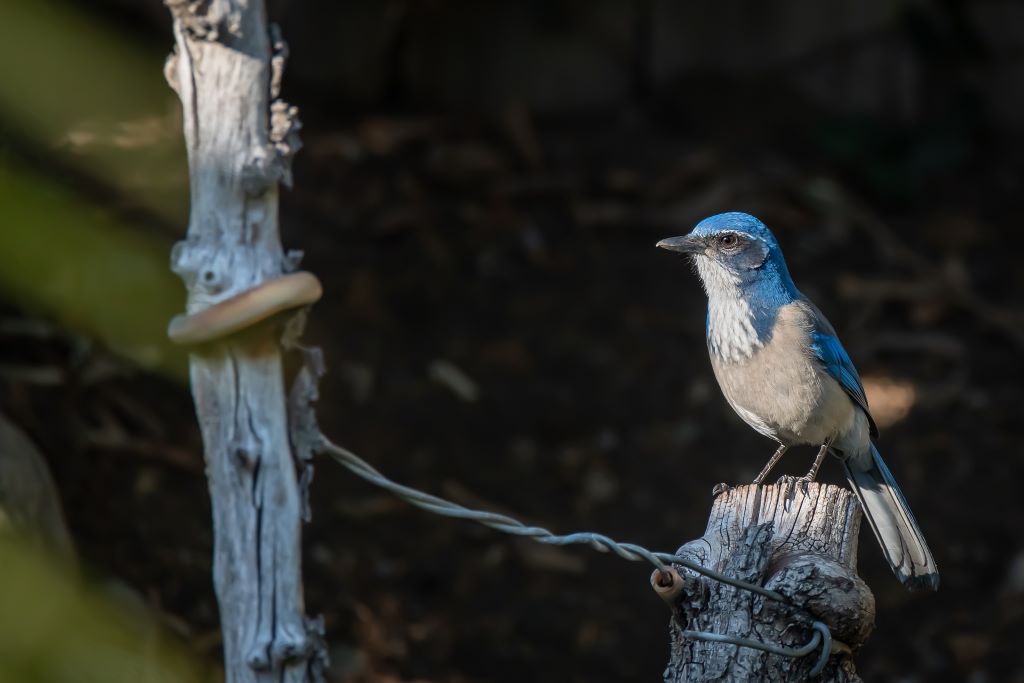 A California scrub jay shows its electric blue plumage while perched on a tree branch.