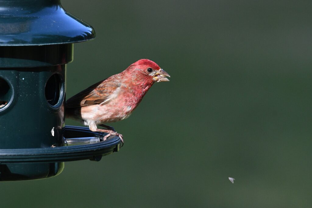 A house finch perches on a bird feeder with a seed kernel in its beak.