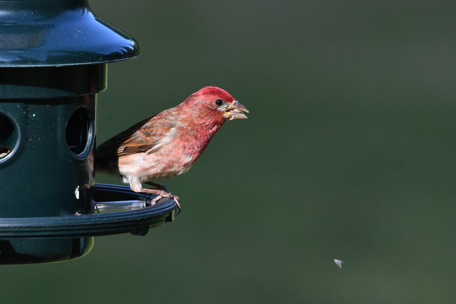 The 10 Most Common Backyard Birds in Southern California – Chirp Nature