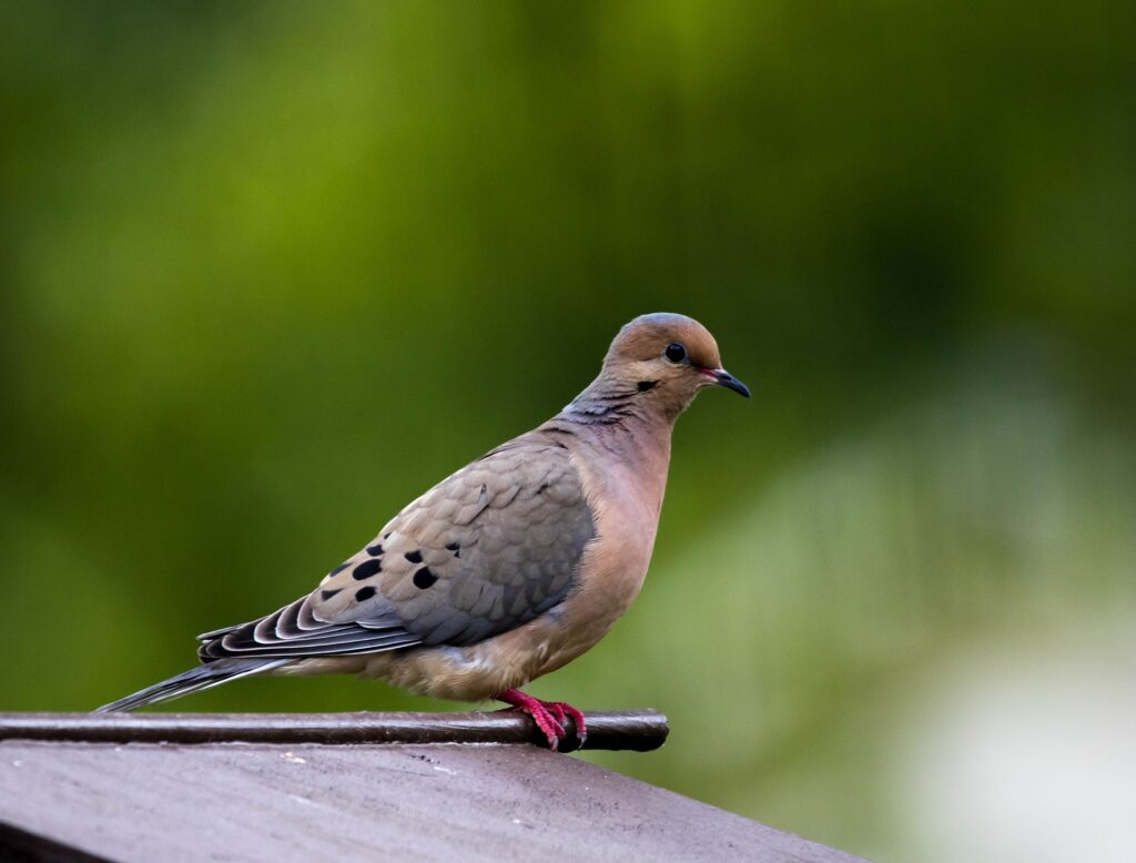 A soft gray mourning dove takes a break while perching on a bird house.