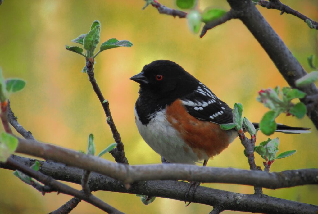 A spotted towhee, like the one shown, has a white and gold chest, black cap, and black feathers dotted with white spots.