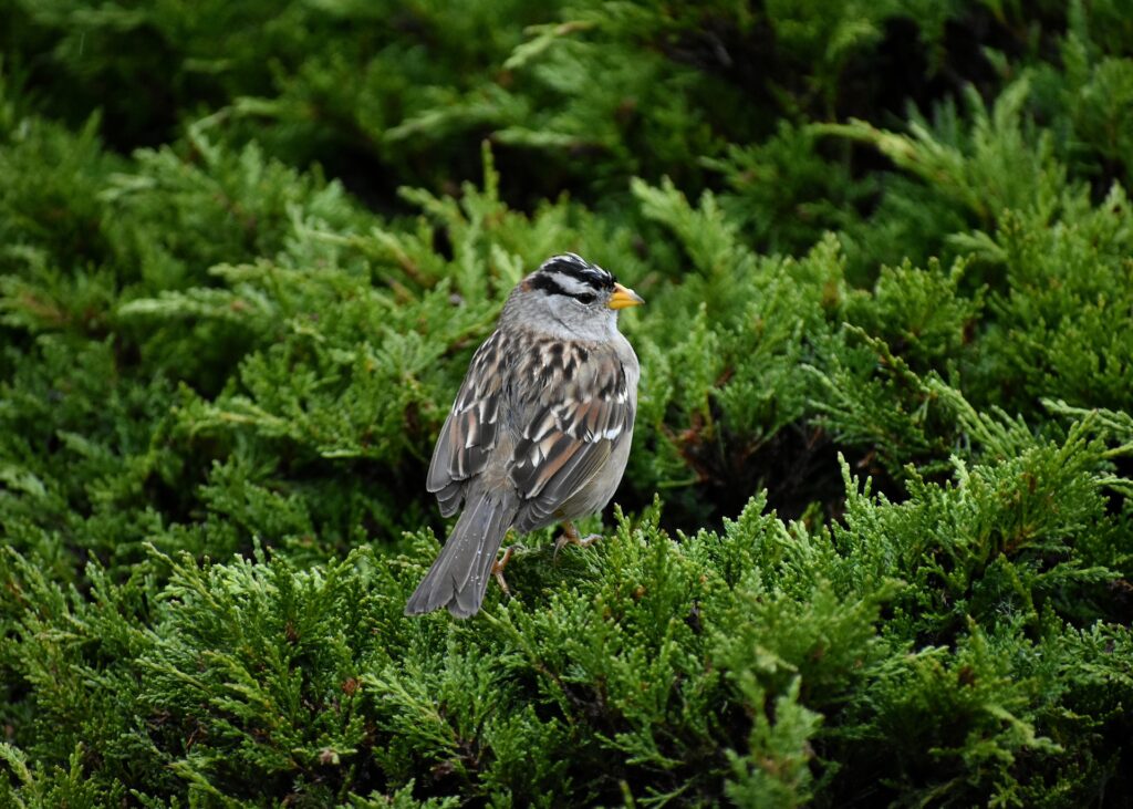 A white-crowned sparrow perches atop a tree, it's striated black-and-white head shown in profile. 