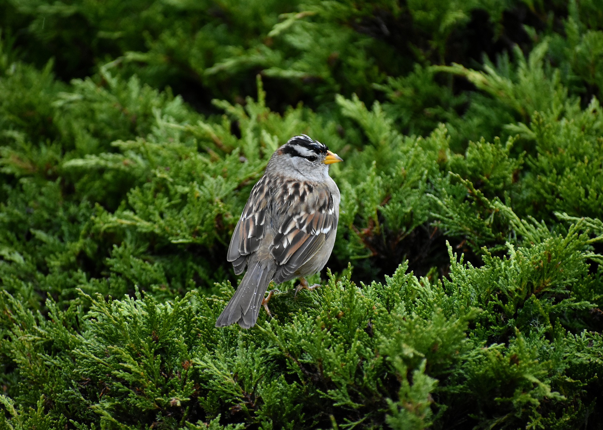 The 10 Most Common Backyard Birds in Southern California Chirp Nature